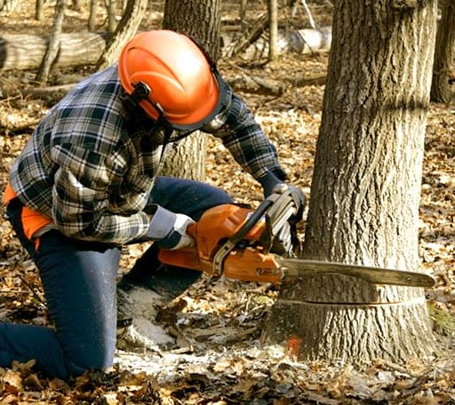 Tree Removal in Bridgeport, IL